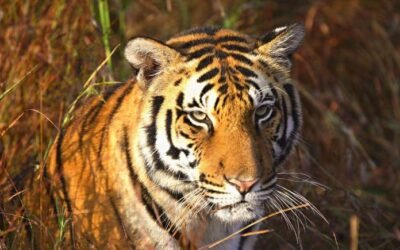 Top 5 National Parks for Guaranteed Tiger Sightings in India
