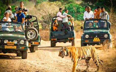 Ranthambore Safari Timings For 2024-2025